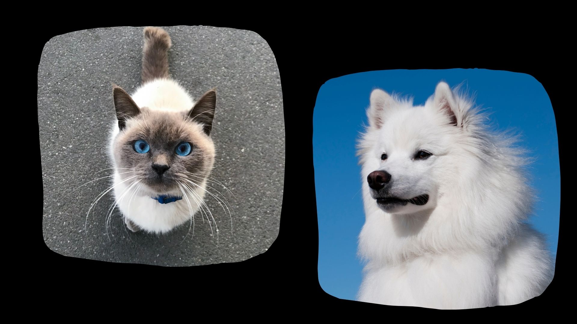 Dog and Cat