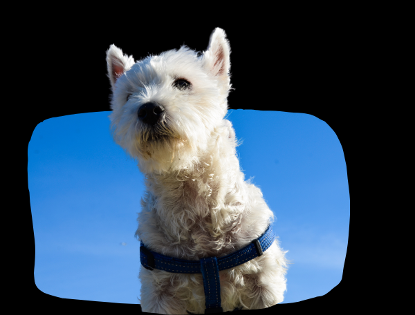 Pet treat factory